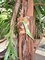 Ficus Bellingeri (fam. Moracees) (Australie) (1) (Photo F. Mrugala)